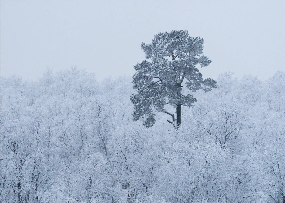 Första snön | Tapet