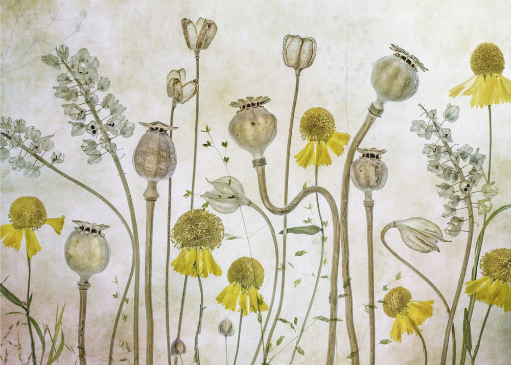 Vallmo och Helenium | Tapet