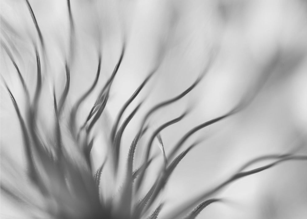 Sans titre | Papier Peint Photo