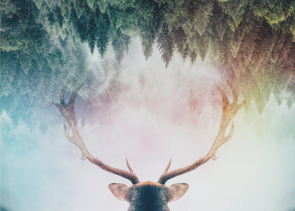 Horn | Tapet