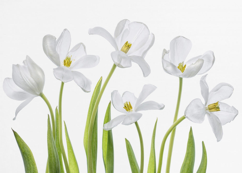 Weiße Tulpen | Fototapeten