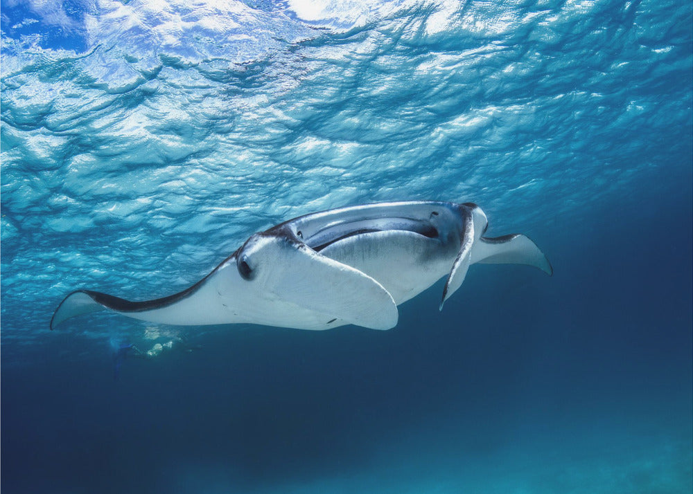 Manta | Tapet