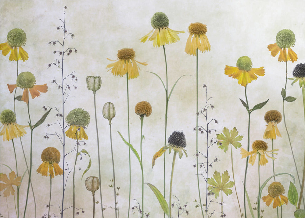 Helenium | Tapet