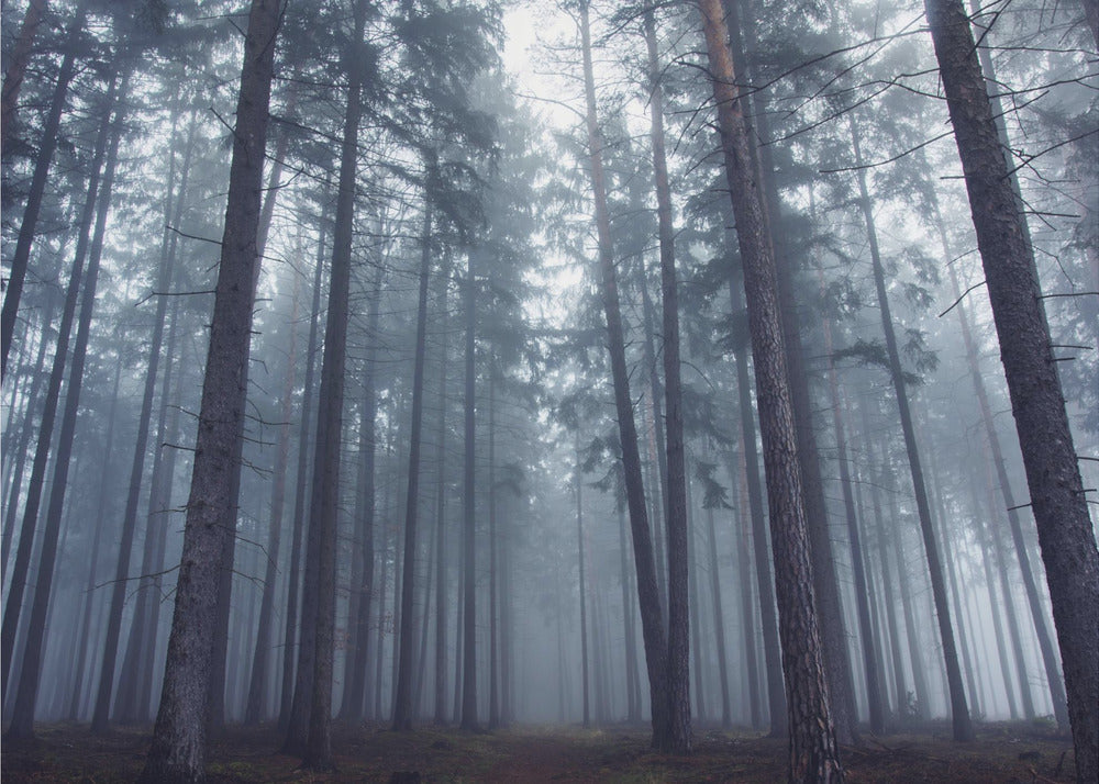 Mystisk dimmig skog. | Tapet