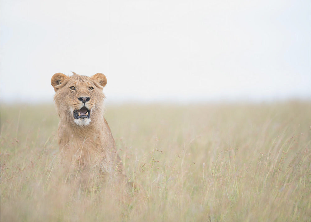 Young Lion | Wallpaper