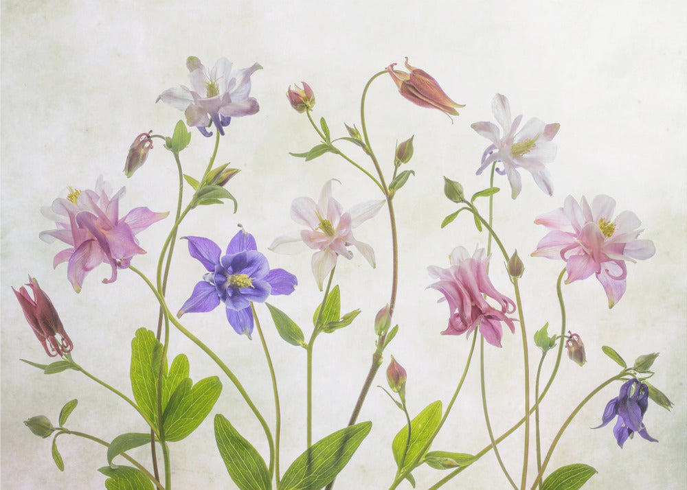 Columbine | Fototapeten
