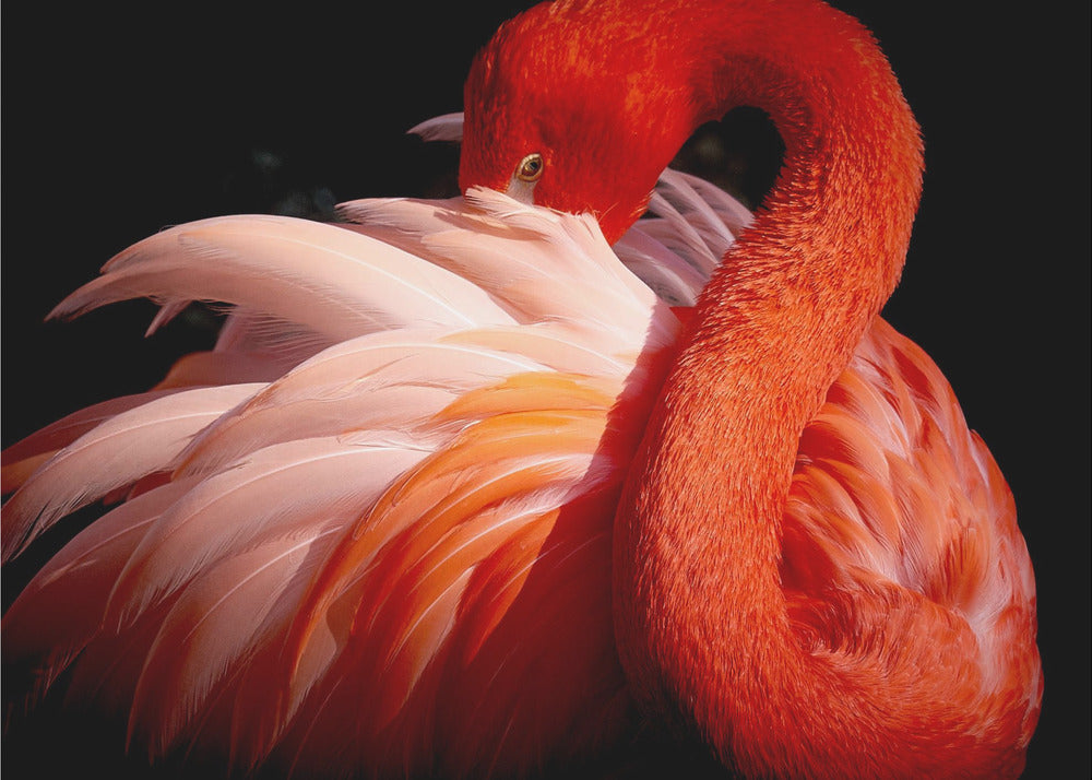 flamingo | Tapeter