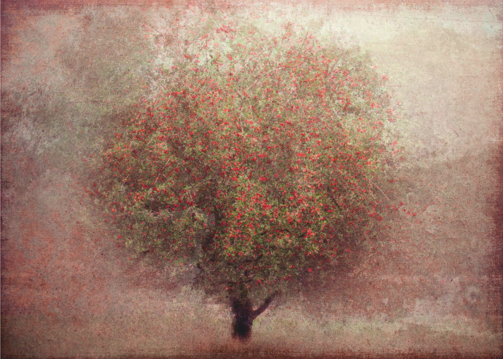 Apple tree | Wallpaper