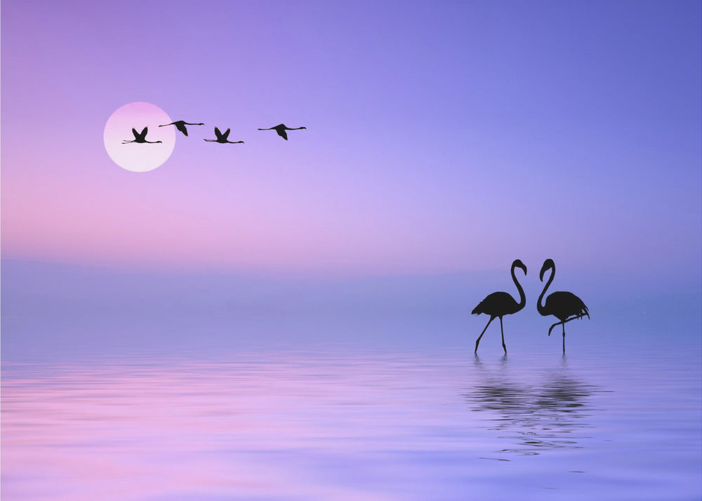 Flygande Flamingo | Tapet