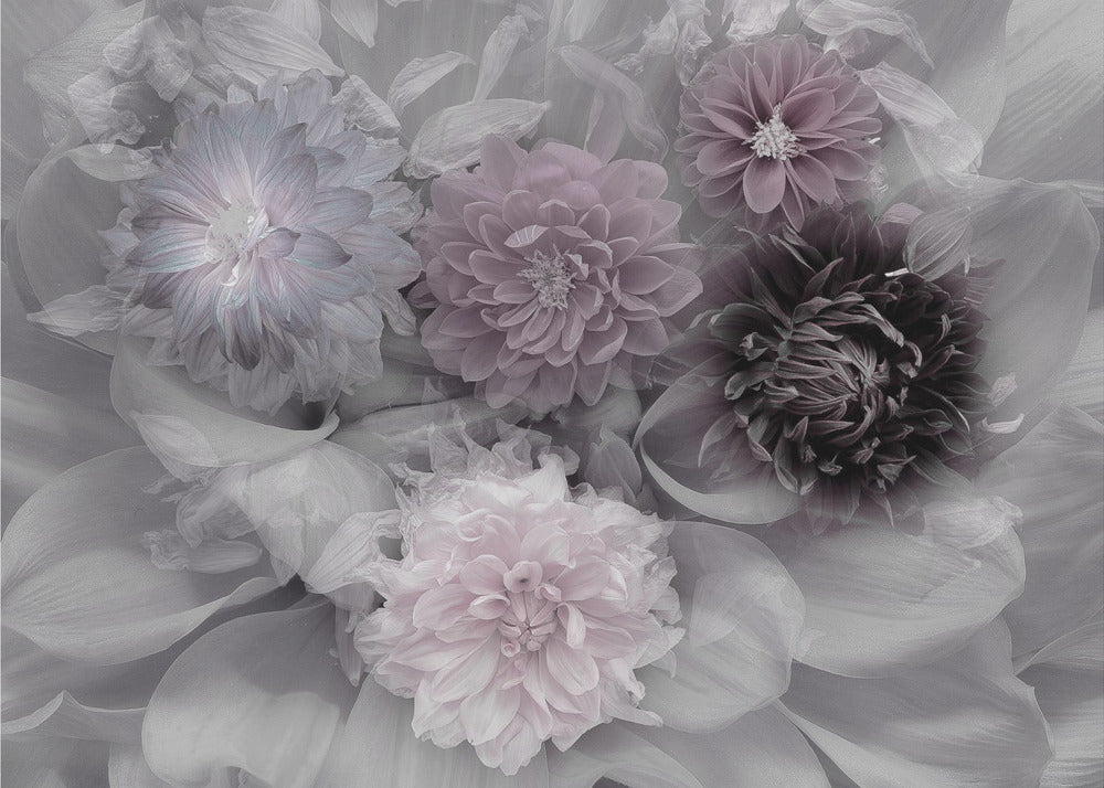 Dahlia dröm | Poster