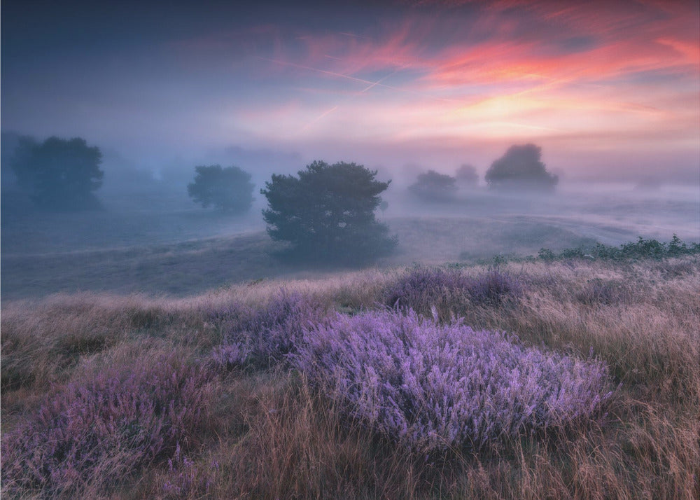 "lyngens farver" | Fototapeter
