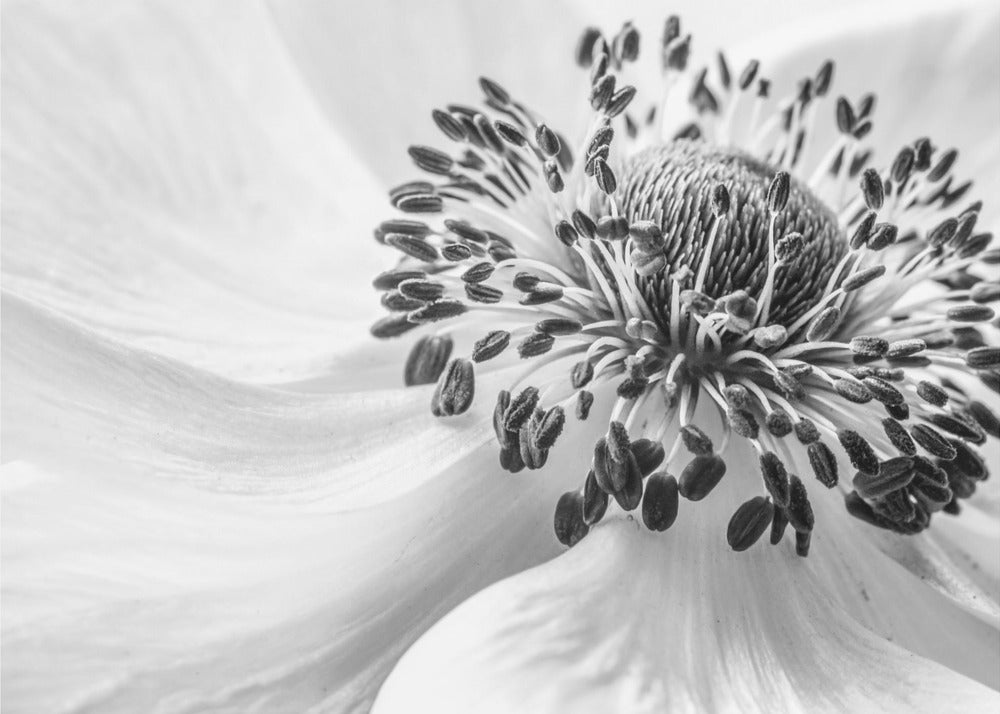 Anemone | Plakater - Kunsttrykk