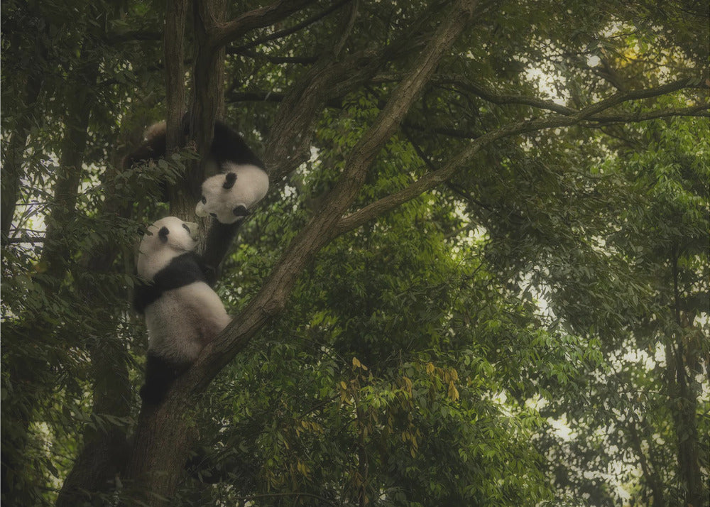 Panda | Tapeter