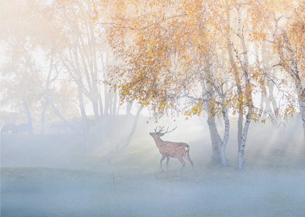 Älg vilse i dimma | Tapet