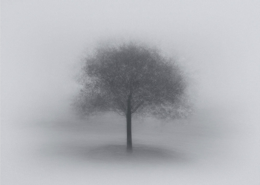Arbre dans le brouillard | Tableaux sur Toile