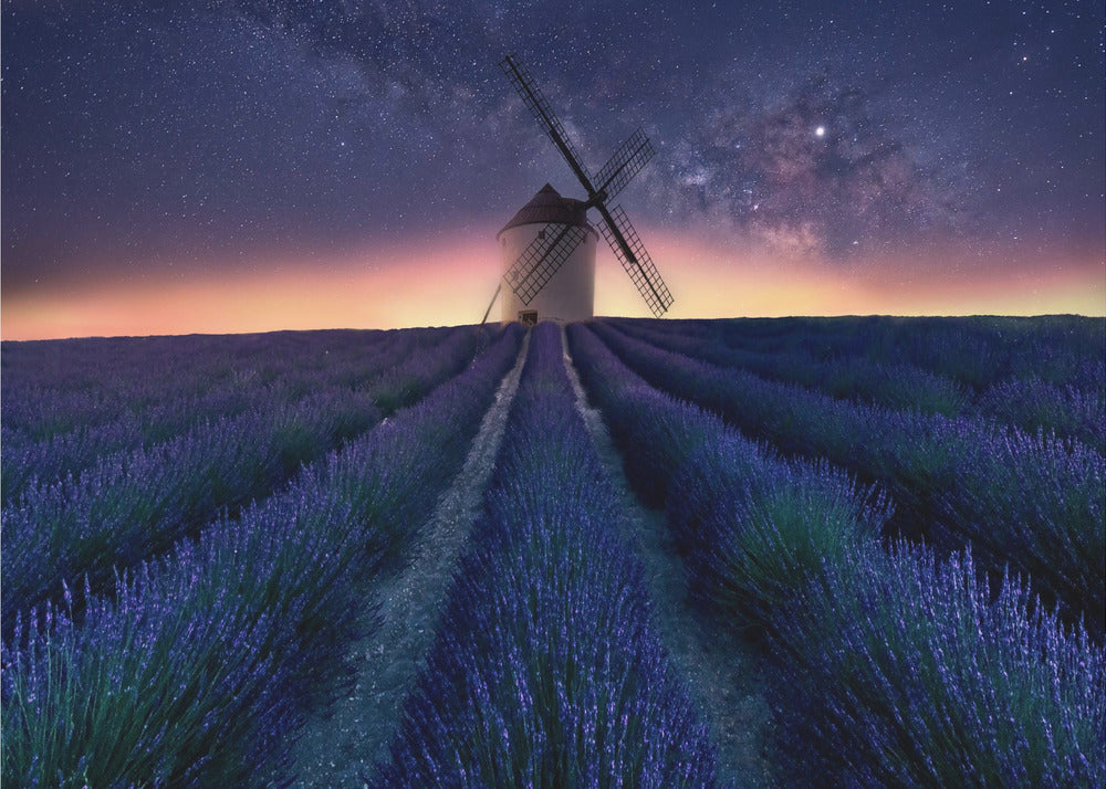 Lavender night | Poster