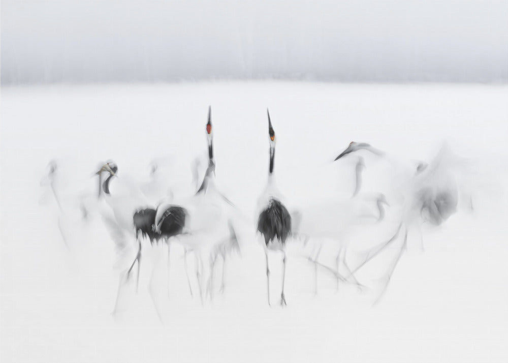 Kalligrafisk balett | Fototapet