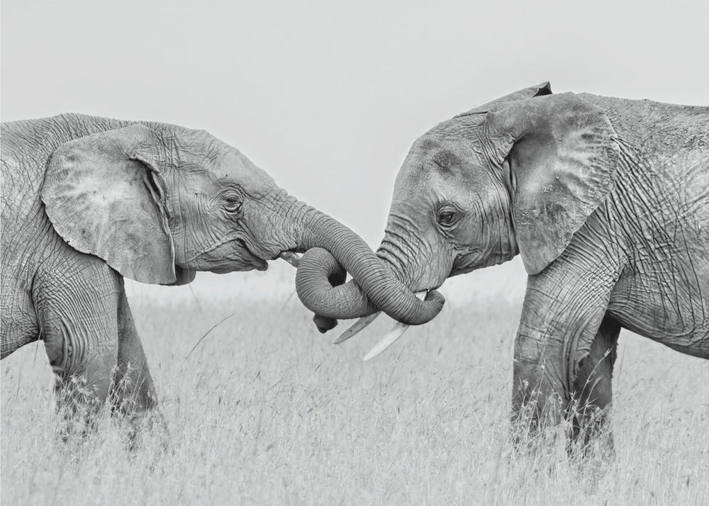 Confrontation | Canvas