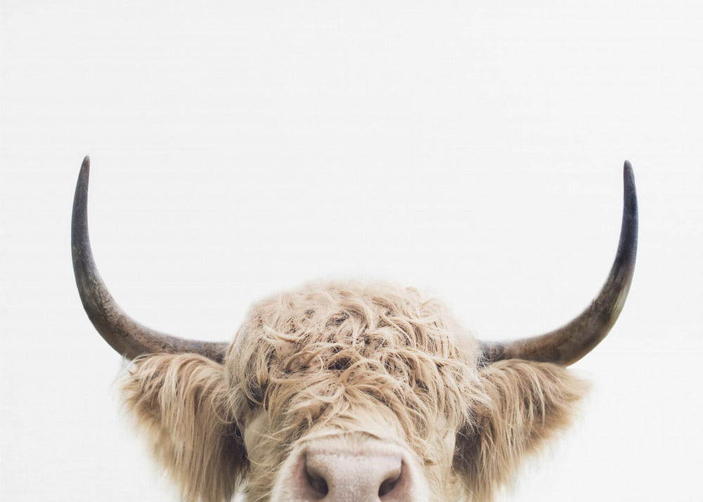 Peeking Cow | Canvas