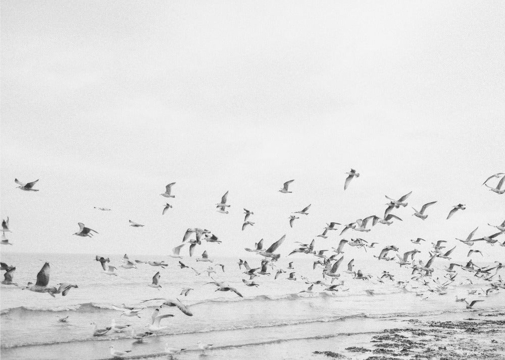 Seagulls - Coastal black and white | Canvas