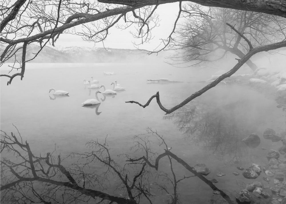 Swans in hot springs | Canvas