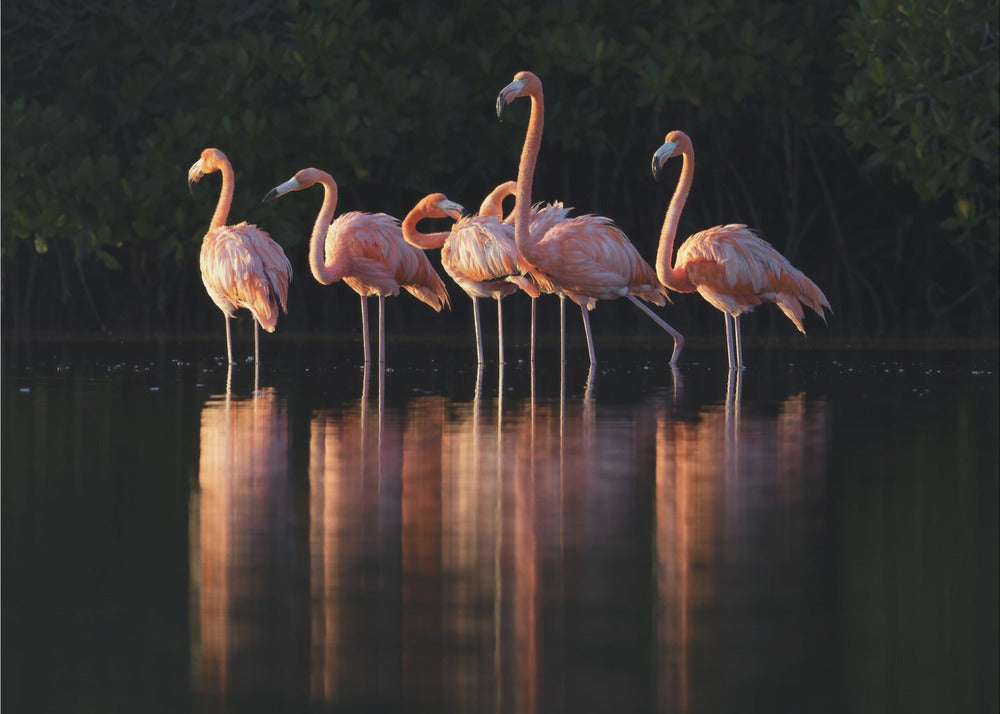 Amanecer rosa | Impresiones en Lienzo