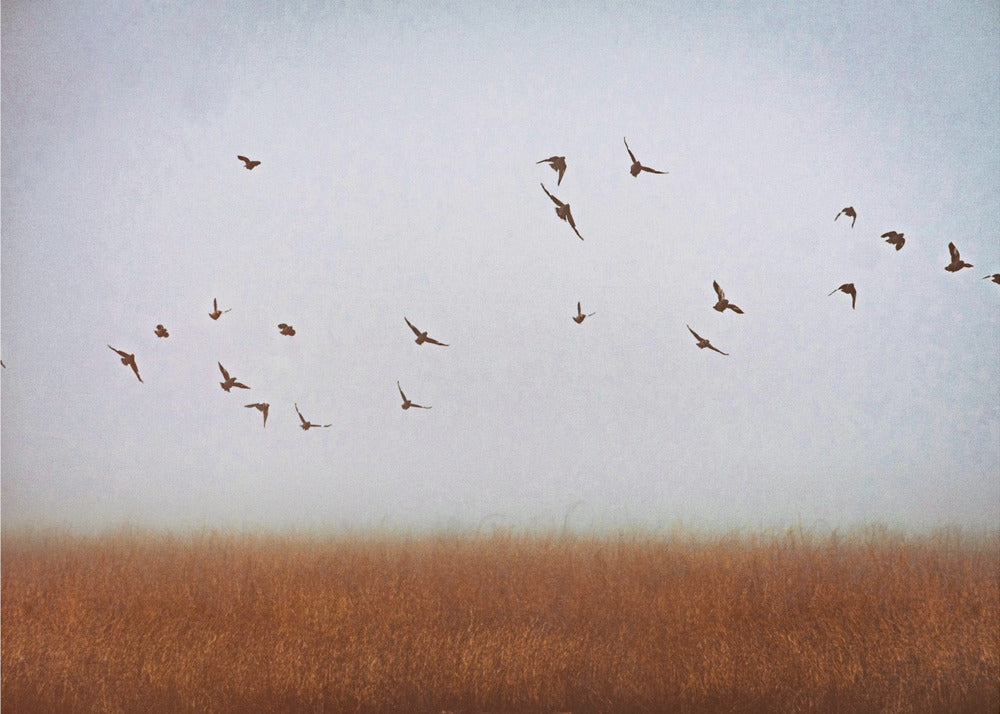 freedom | Canvas