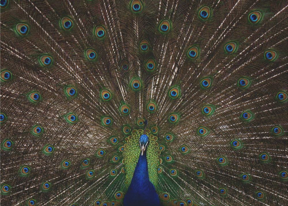 Indian peafowl | Wallpaper