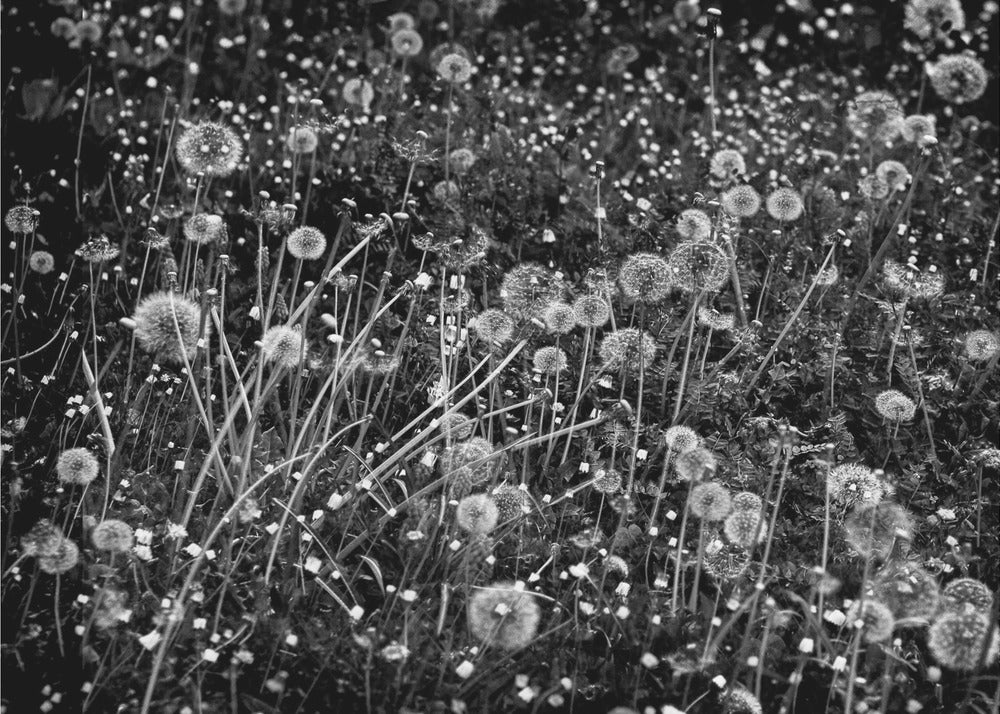 The dandelion field | Canvas