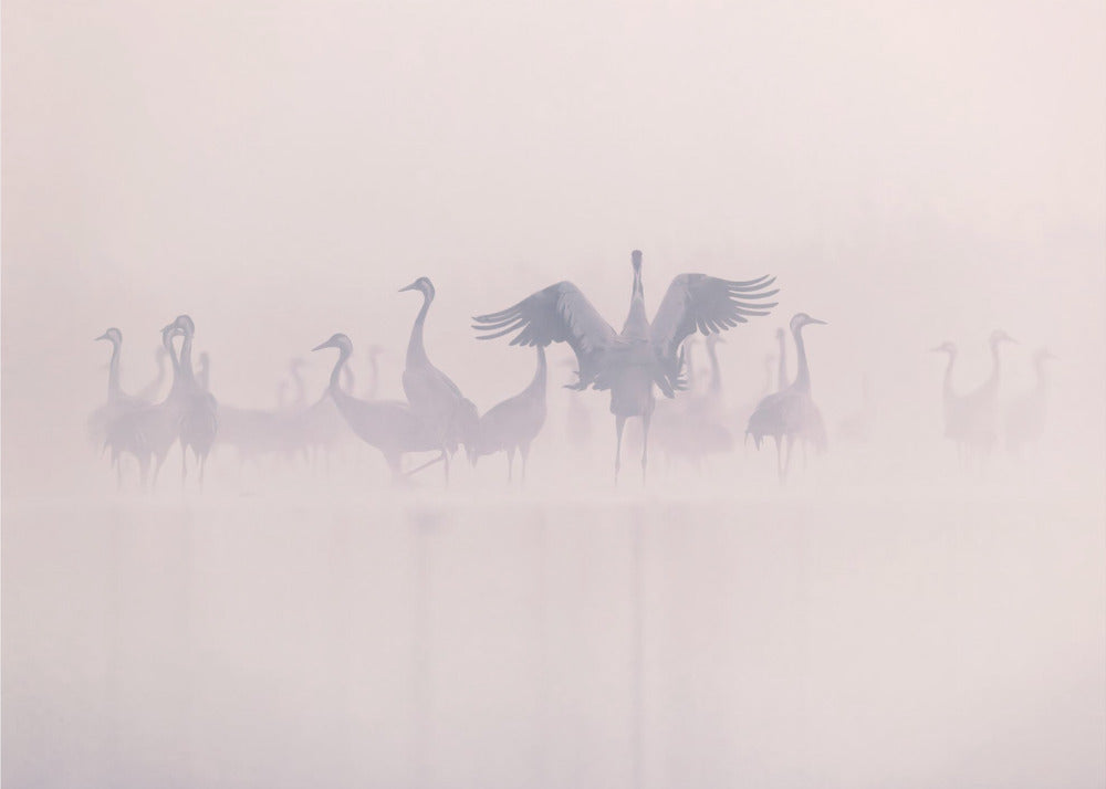 Common Cranes in the morning mist | Canvas