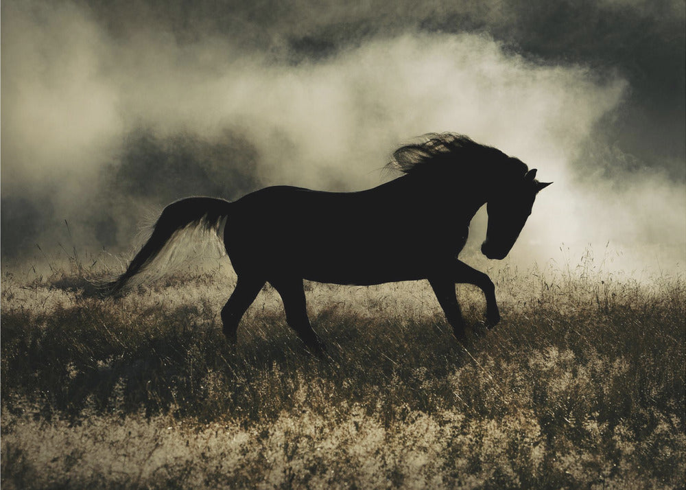 en novell om morgonglorian | Canvas