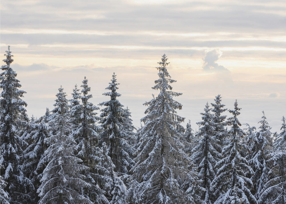 Snötäckta träd 8 | Tapet