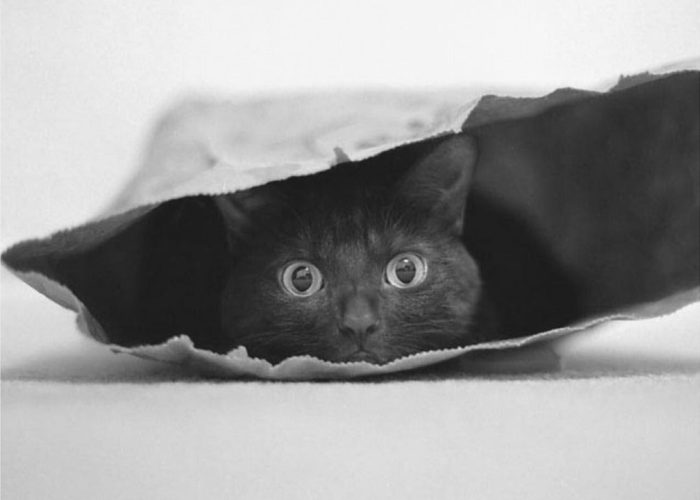 Katt i en påse | Poster