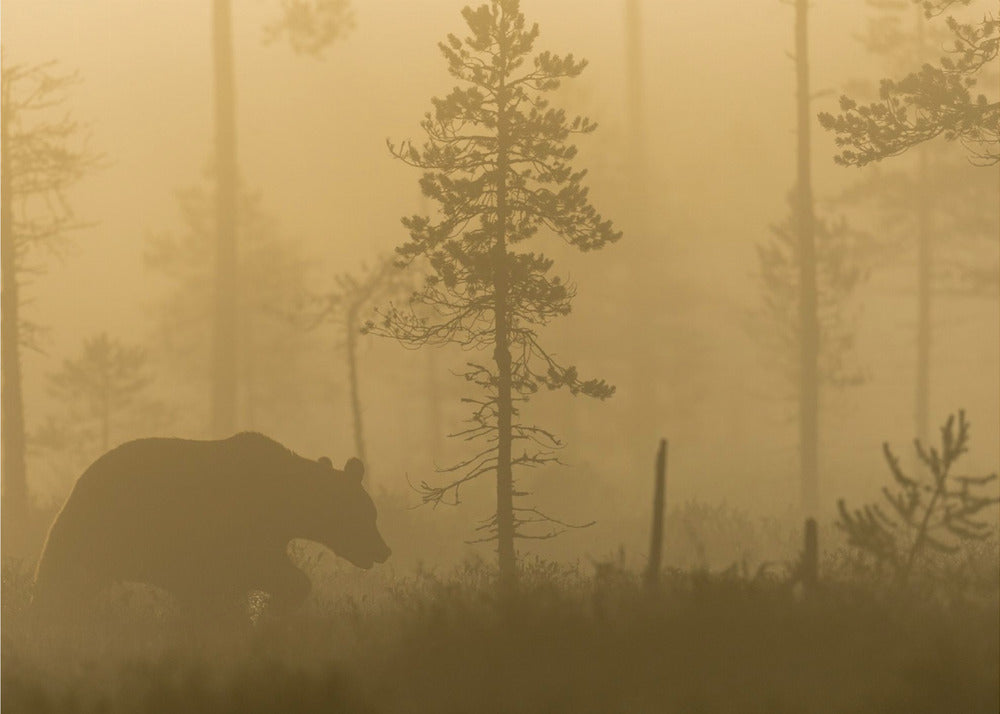 Morgondimma | Poster