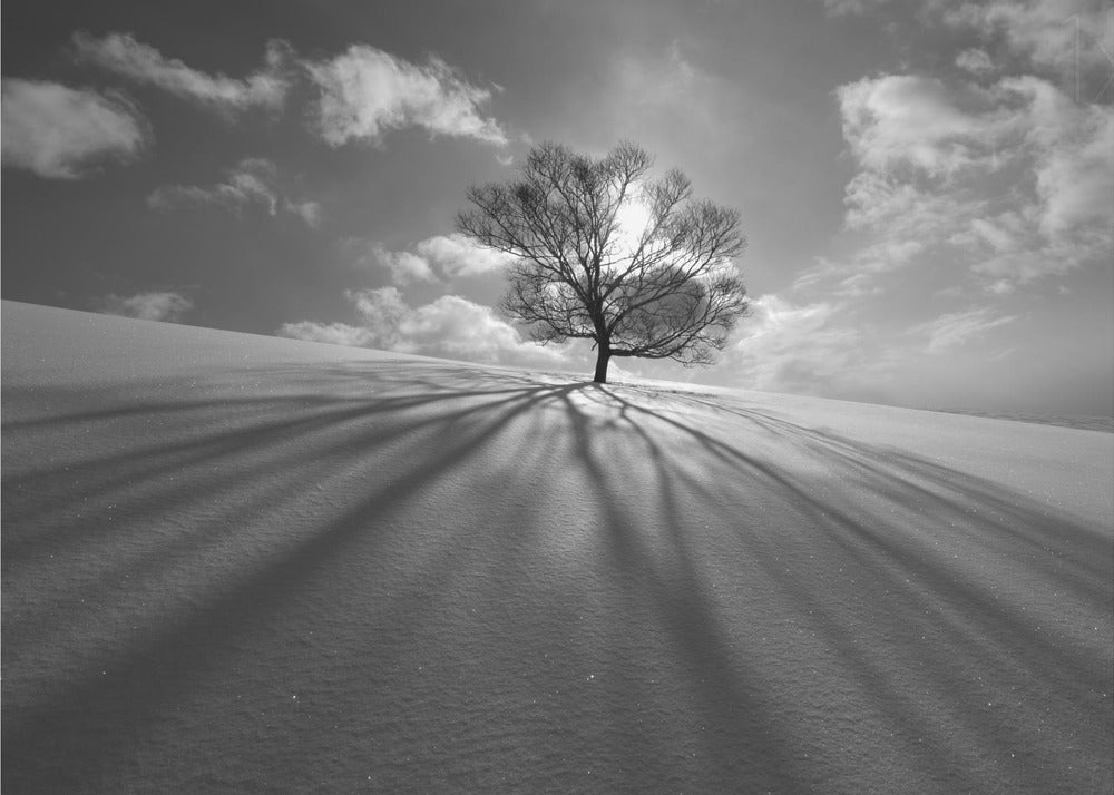 Ombra dell'albero | Carta da Parati Fotografica