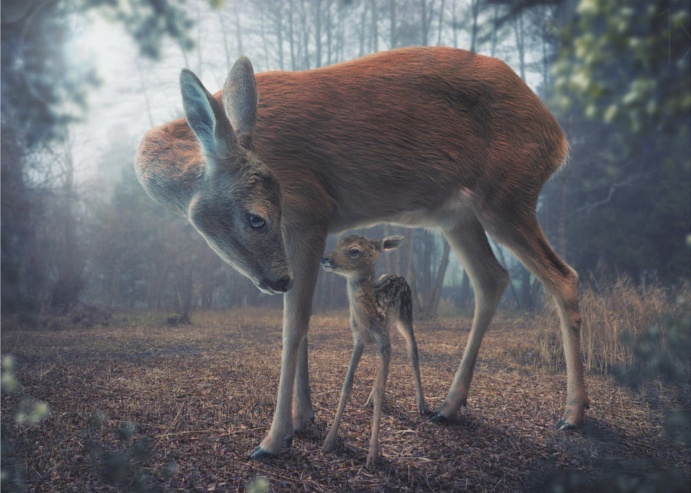 Madre e cerbiatto | Carta da Parati Fotografica