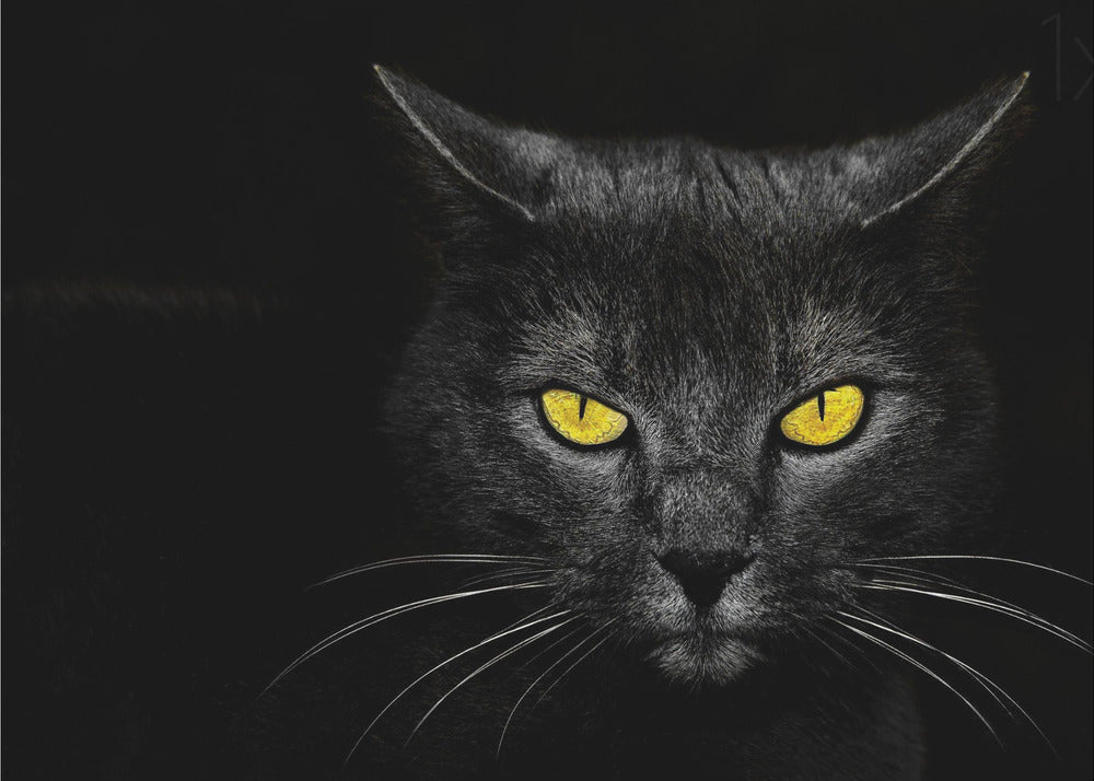 Svart katt | Poster