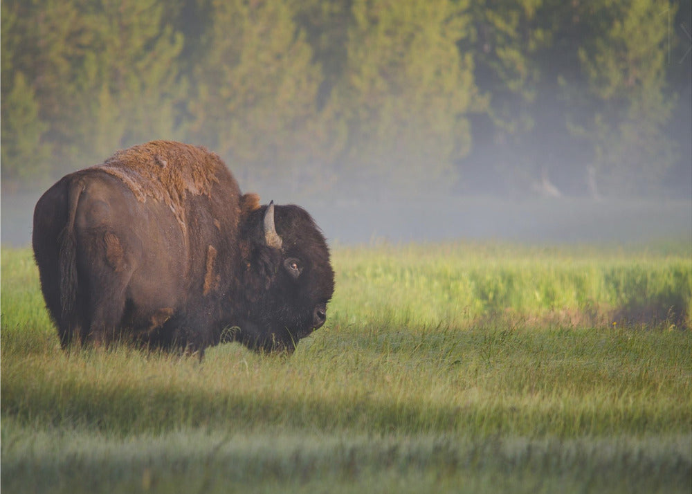 Bison i morgonljus | Poster