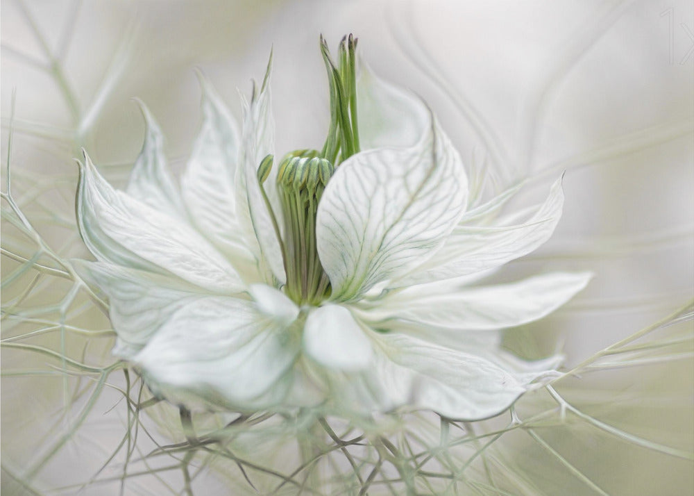 Nigella | Tapet