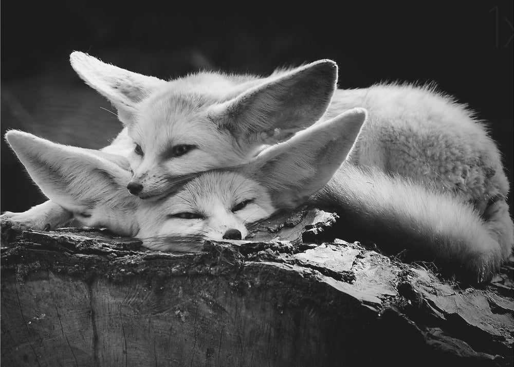 The happy couple | Wallpaper