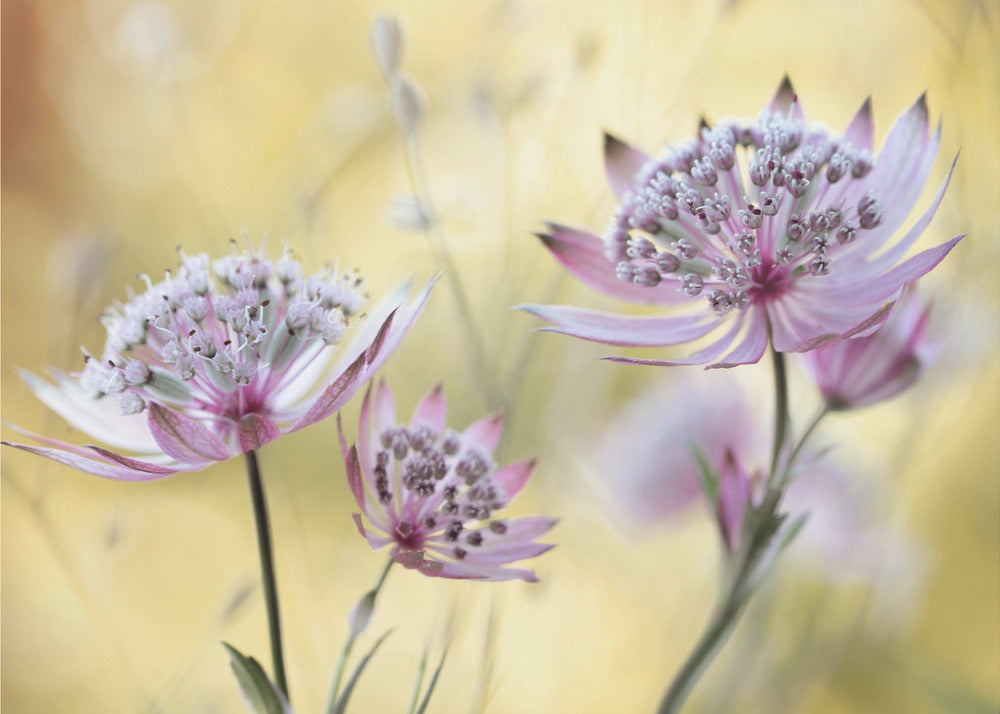 Astrantia Major | Tapet