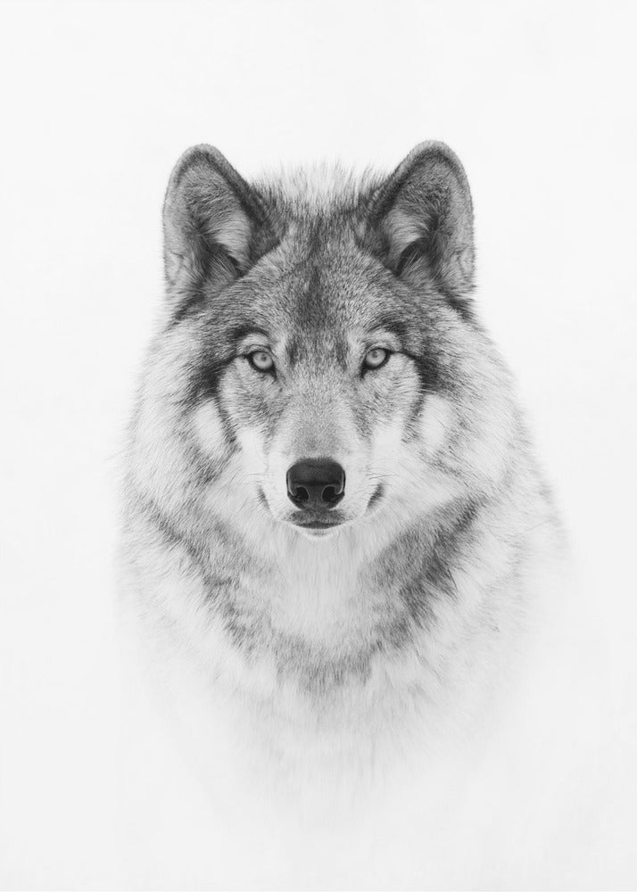 Porträtt av en skogsvarg | Poster