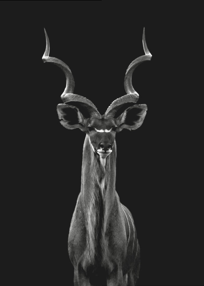 Greater Kudu | Canvas