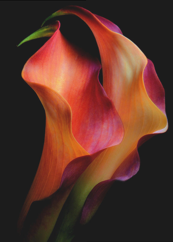 Ömhet | Canvas