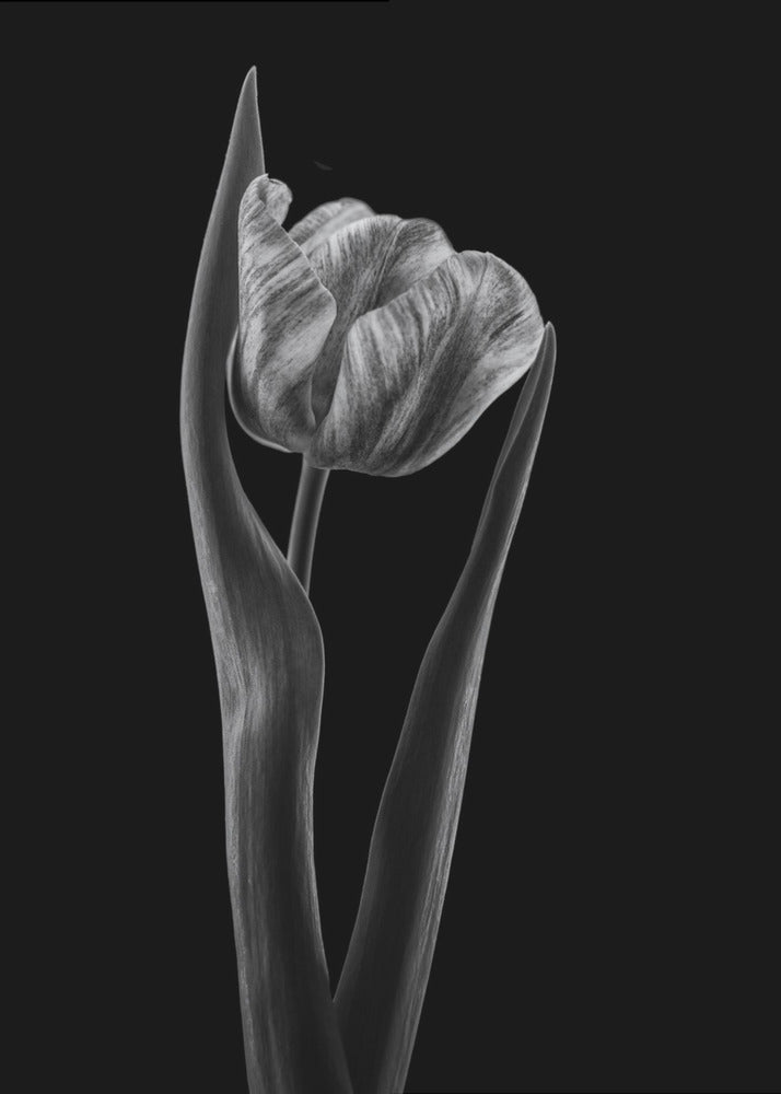 Rembrandt tulip | Canvas
