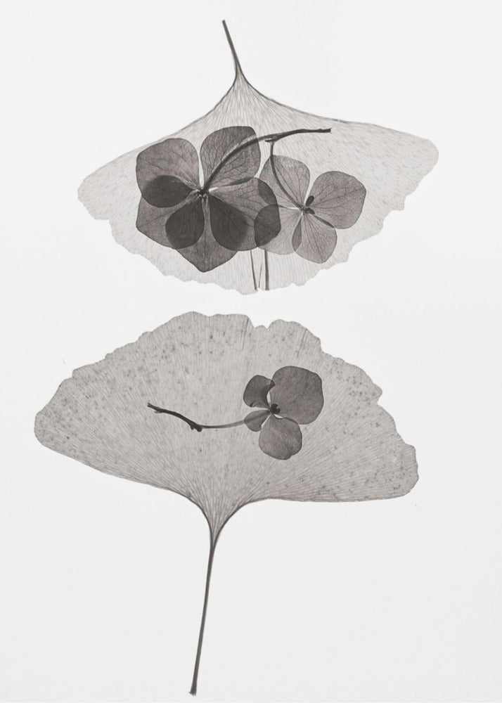 Botanisk #35 | Lærredsbilleder