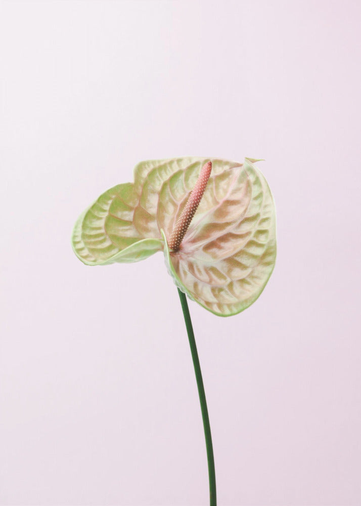 FLAMMINGO BLOMMA | Canvastavla
