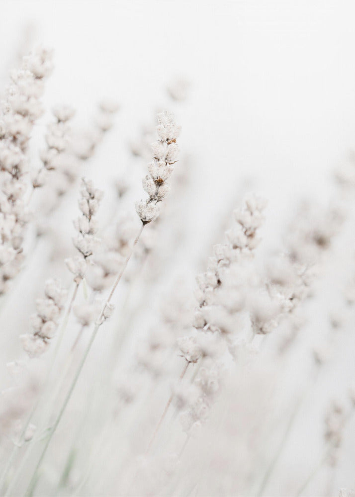 Pailles d'herbe | Tableaux sur Toile