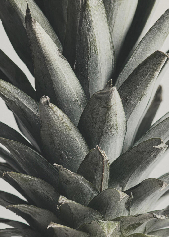 Ananas närbild | Poster
