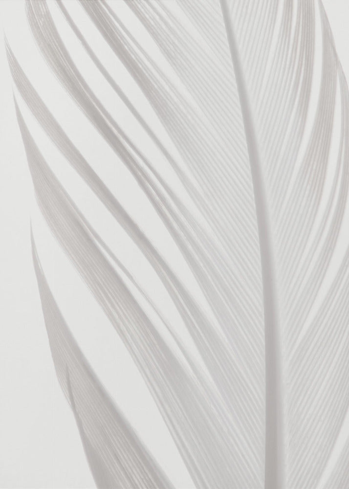 Feather_006 | Poster